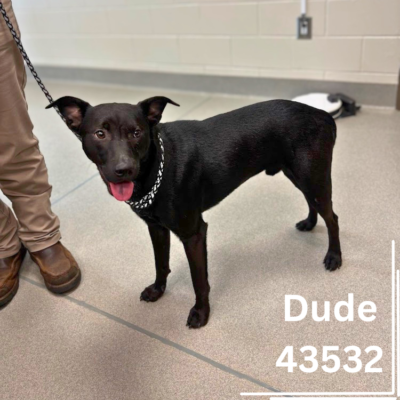 Dude 43532, 1 Year/Male