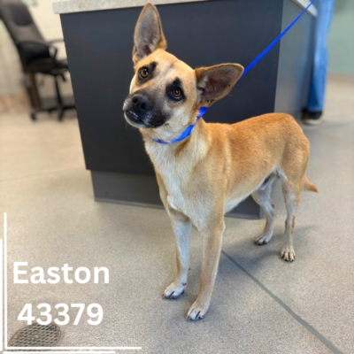 Easton 43379