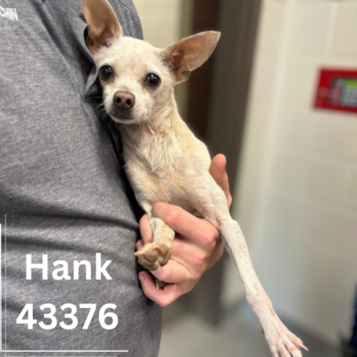 Hank 43376, 3 Years/Male