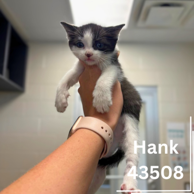 The H Kittens 43508–43512, 1 Male, 4 Female, 6 Weeks