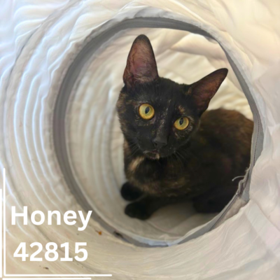 Honey 42815, 8 Months/Female