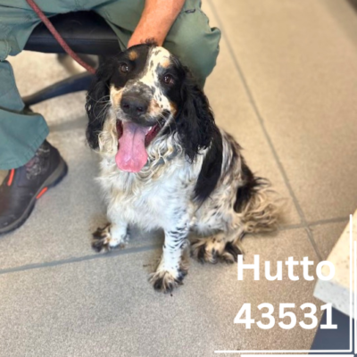 Hutto 43531, 2 Years/Male - RECLAIMED