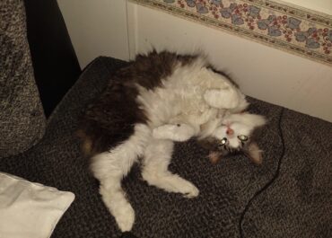 Lost Cat Max