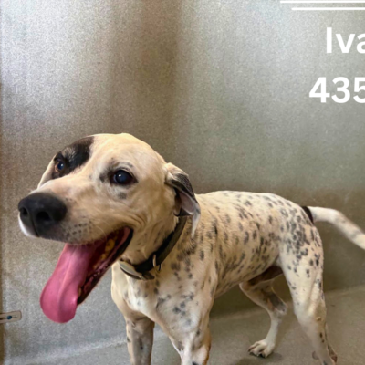 Ivan 43522, 2 Years/Male - RECLAIMED