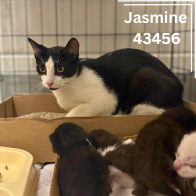 Jasmine & Kittens 43456,43463-68, Female/Male, 2Years/1Week