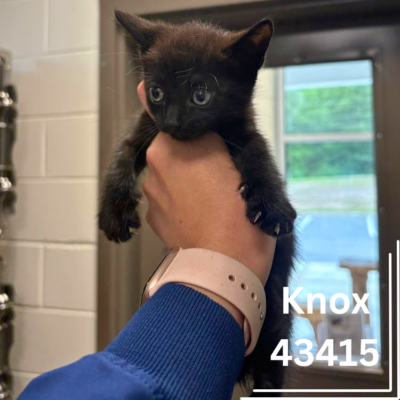 The “K” Kittens (43411–43415) 6 Weeks/ 3 Males, 2 Females