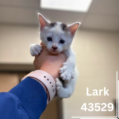 Lark 43529, 5 Weeks/Male - ADOPTED