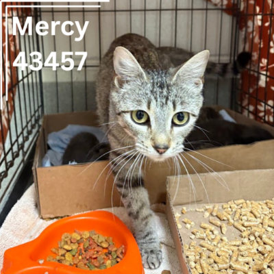 Mercy & Kittens 43457-62,43469, Female/Male, 2Years/1Week