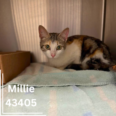 Millie 43405, 1 Year/Female - ADOPTED