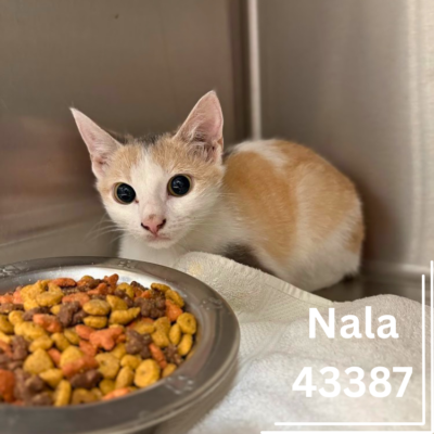 Nala 43387, 3 Years/Female- ADOPTED