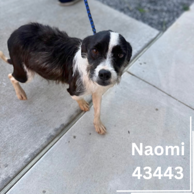 Naomi 43443, 2 Years/Female