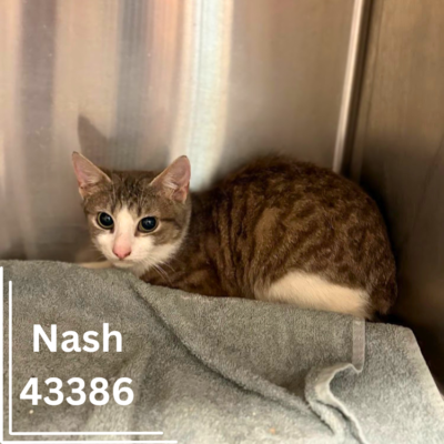 Nash 43386, 1 Year/Male