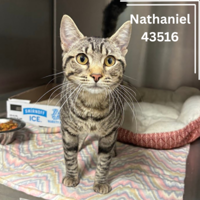 Nathaniel 43516, 1 Year, Male