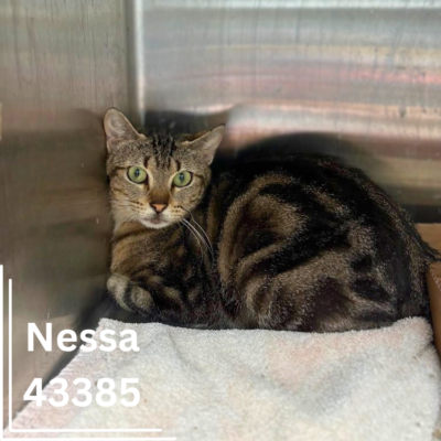 Nessa 43385, 2 Years/Female