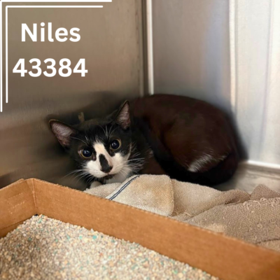 Niles 43384, 2 Years/Male