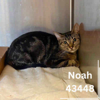 Noah 43448- 1 Year, Female