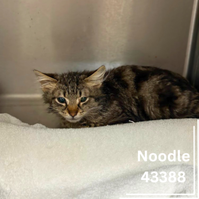 Noodle 43388, 6 Months/Male - ADOPTED