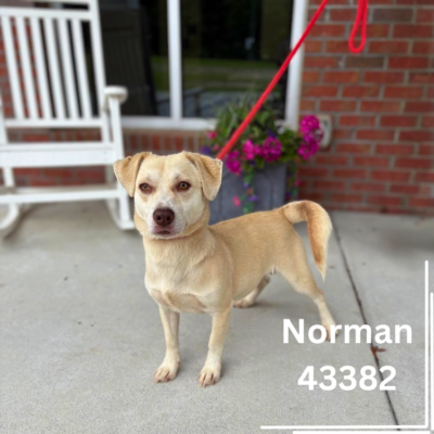 Norman 43382, 1 Year/Male