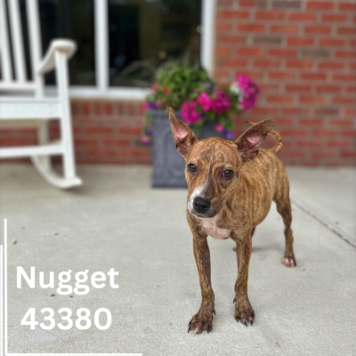 Nugget 43380, 7 Months/Female
