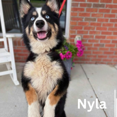 Nyla 43381, 10 Months/Female - PENDING