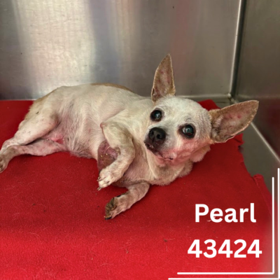 Pearl 43424 – Senior Female - RECLAIMED