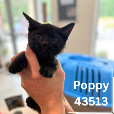 Poppy 43513, 6 Weeks, Female