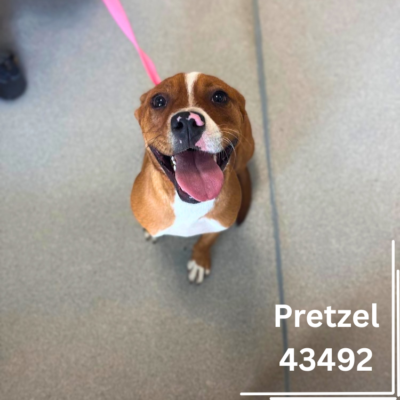 Pretzel 43492, 7 Months/Female