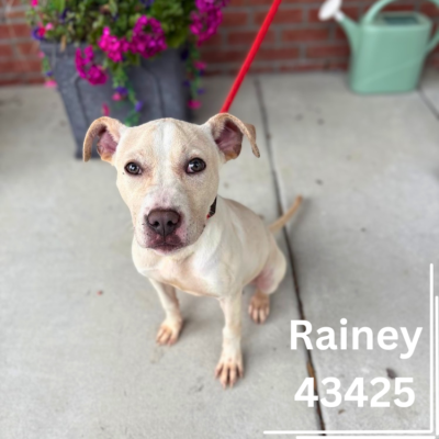 Rainey (43425) – Female, 5 Months