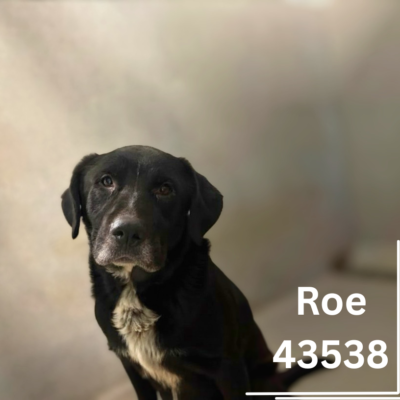 Roe 43538, 5 Years/Male