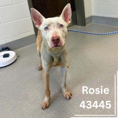 Rosie 43445- 2 Years, Female