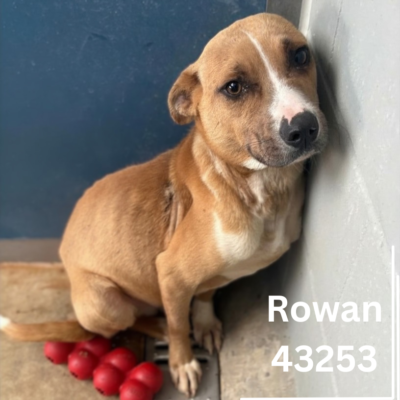 Rowan 43253