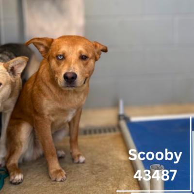 Scooby 43487, 10 Months/Female