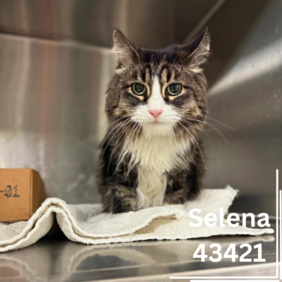 Selena 43421, 11 Years/Female- ADOPTED