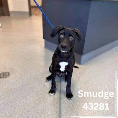 Smudge 43281 PENDING