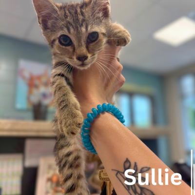 Sullie 43535, 4 Months/Female- ADOPTED