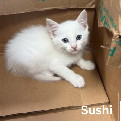S-Kittens 43539-42, 8 Weeks/Male&Female