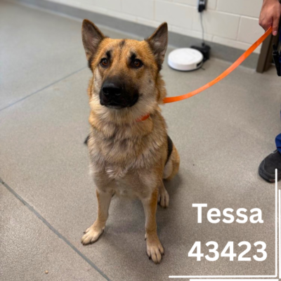 Tessa 43423, 3 Years/Female- RECLAIMED