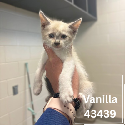 Vanilla 43439, 12 Weeks/Female - ADOPTED
