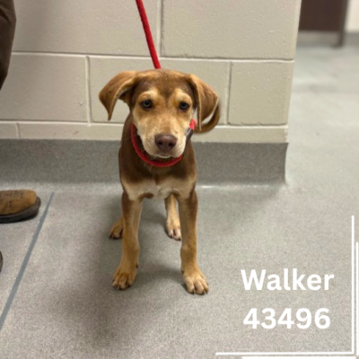 Walker 43496, 4 Months/Male