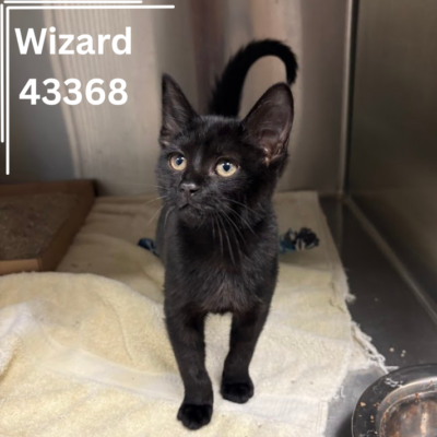 Wizard 43368, 4 Months/Male- ADOPTED