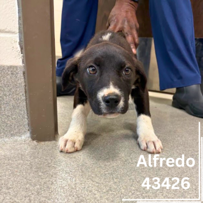 Alfredo (43426) – 12 Weeks/Female - ADOPTED