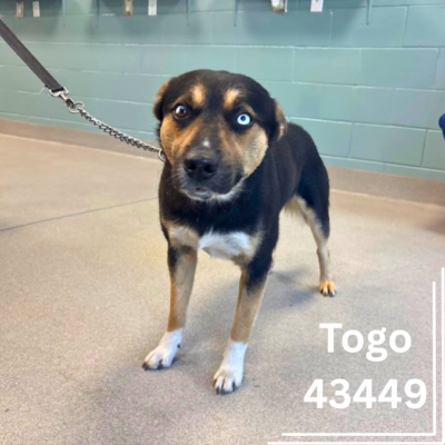 Togo 43449- 1 Year, Male