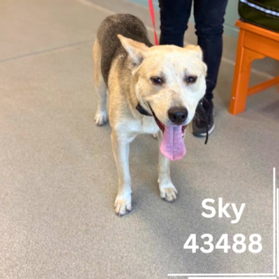 Sky 43488, 10 Months/Male
