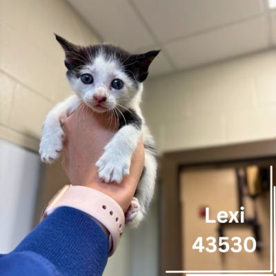 Lexi 43530, 5 Weeks/Female - ADOPTED