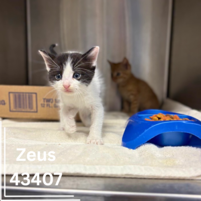 Zeus 43407, 6 Weeks/Male- RESCUED
