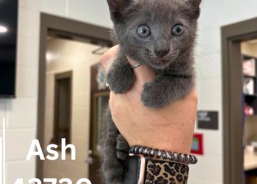 Ash 43730, 8 Weeks/ Female