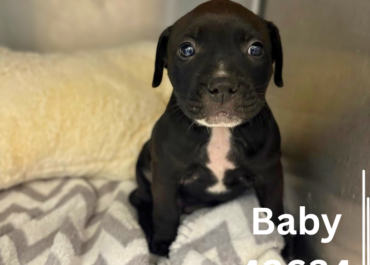 Baby 43634, 7 Weeks/Female