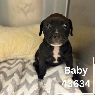 Baby 43634, 7 Weeks/Female