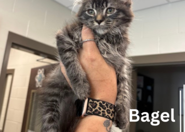 Bagel 43613, 12 Weeks/Male- Pending