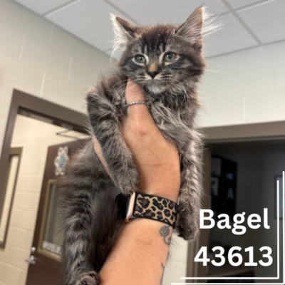 Bagel 43613, 12 Weeks/Male- Pending